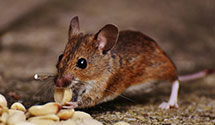 24 Hour & Emergency Exterminators in Calumet, MN